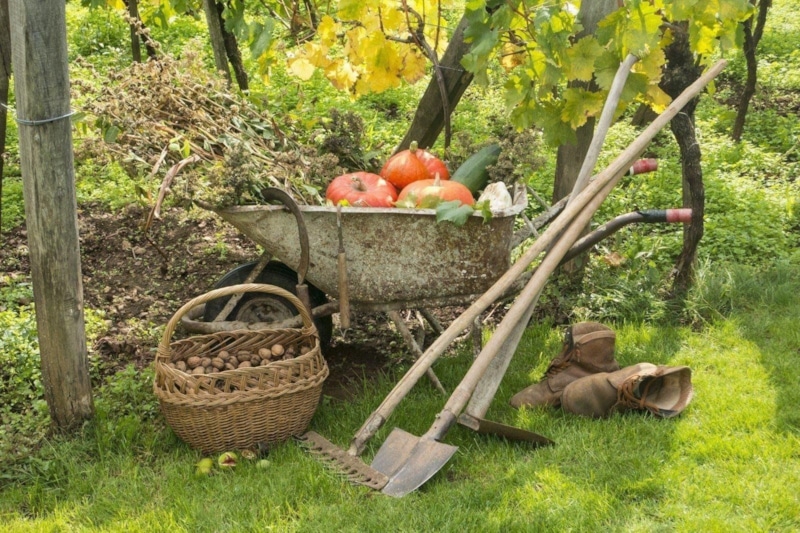 Осенние работы в саду: угроза урожаю Осенние работы в саду: угроза урожаю