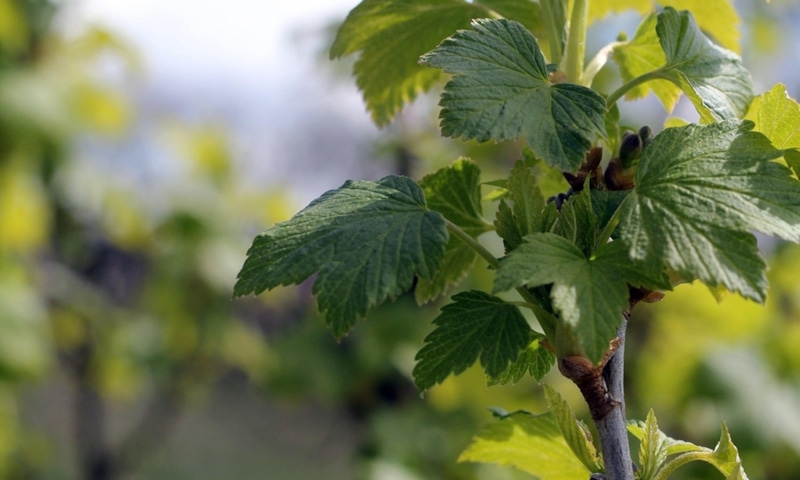 Побеговая галлица на смородине: угроза и борьба