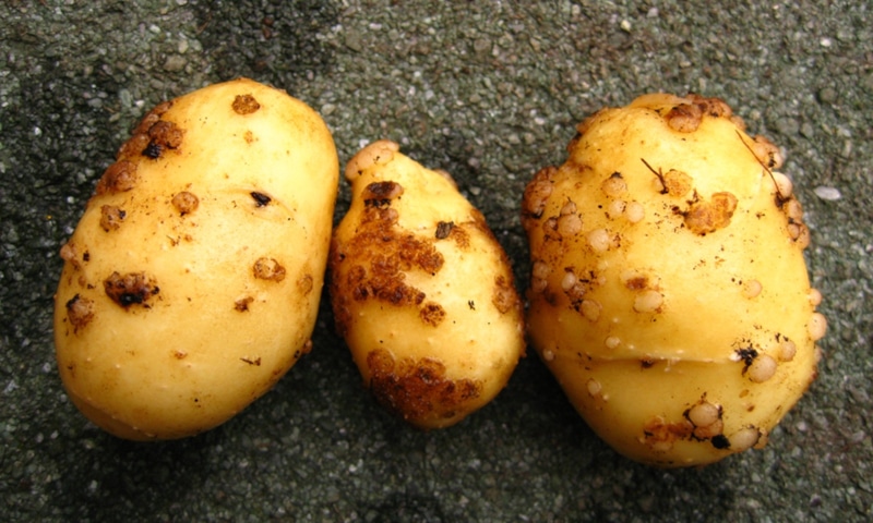 Ризоктониоз картофеля: черная парша на клубнях Ризоктониоз картофеля: черная парша на клубнях