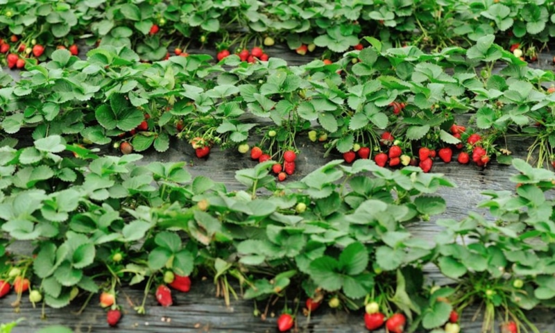 Земляника осенью: ошибка обрезки