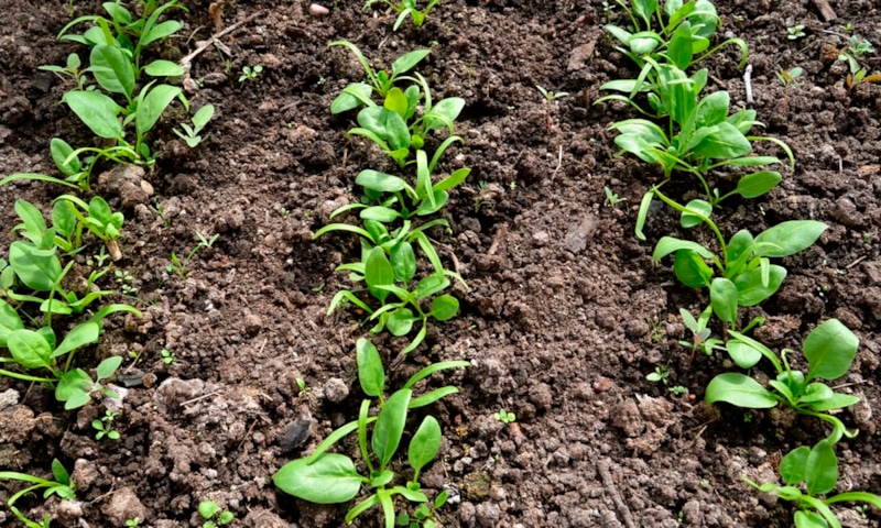 Посев семян на туалетной бумаге: дачный лайфхак