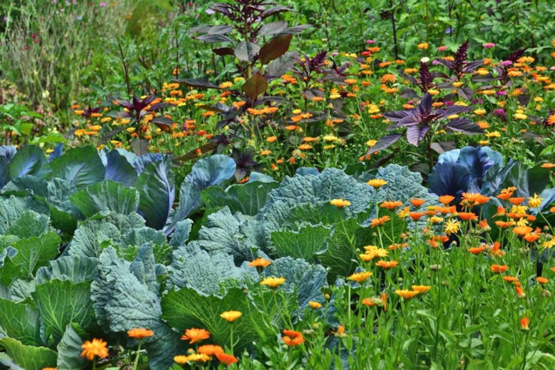 Рыбная мука: натуральное удобрение