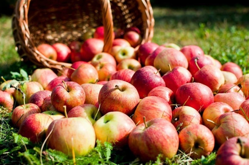 Яблоки в компосте: польза урожая