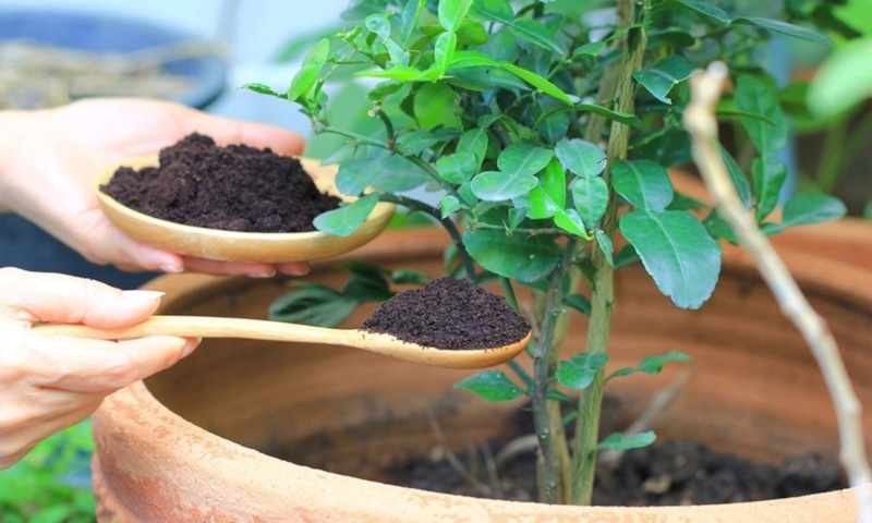 Кофейная гуща: удобрение для растений Кофейная гуща: удобрение для растений