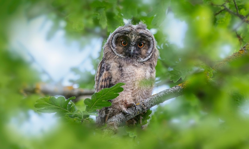 Слух природы: совы и дельфины