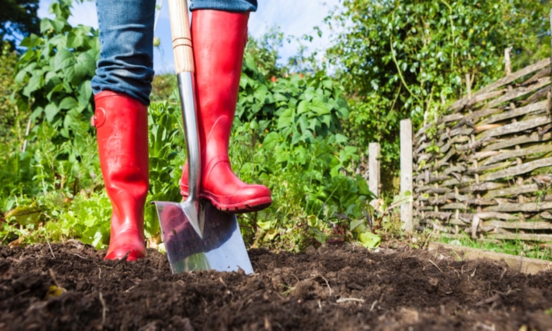 Осень пришла: оздоровление почвы