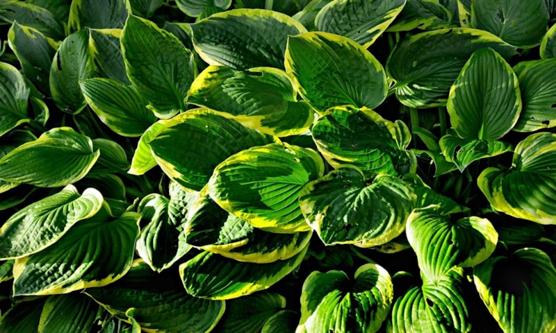 Омоложение хосты: деление куста и пересадка Омоложение хосты: деление куста и пересадка