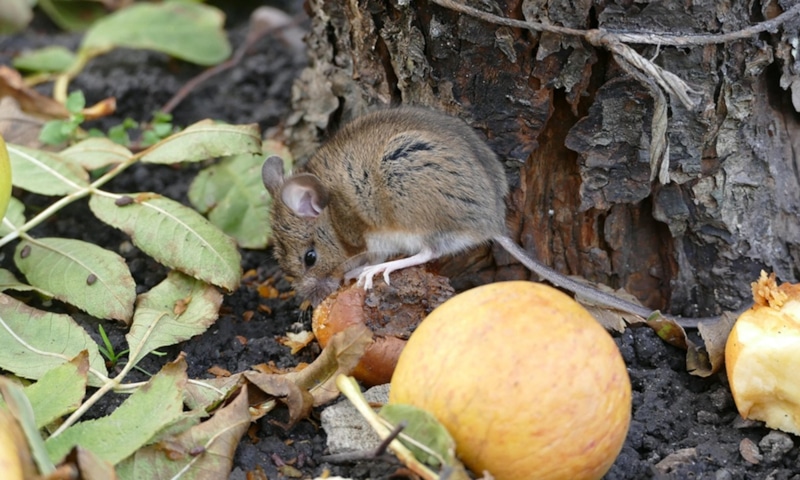 Защита сада: способы защиты от грызунов