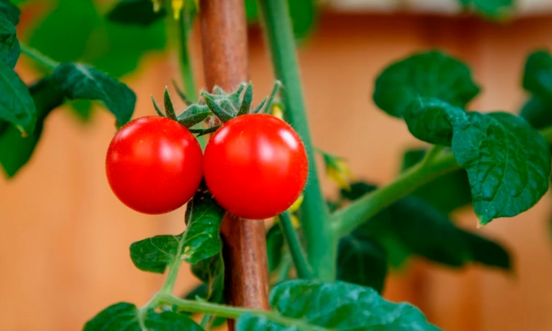 Мучнистая роса: угроза томатам Мучнистая роса: угроза томатам