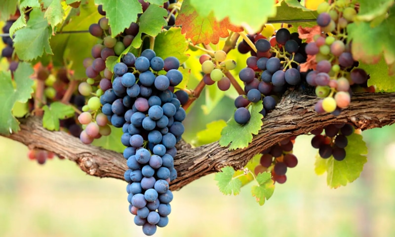 Осенняя обрезка винограда: правила и ошибки