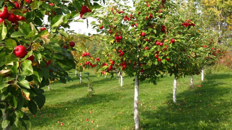 Посадка деревьев: осенние правила