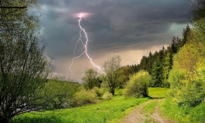 Влияние молний на гибель деревьев: глобальное исследование