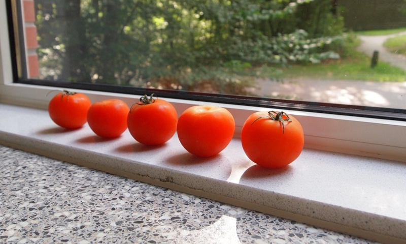 Правильное дозаривание томатов: советы дачникам