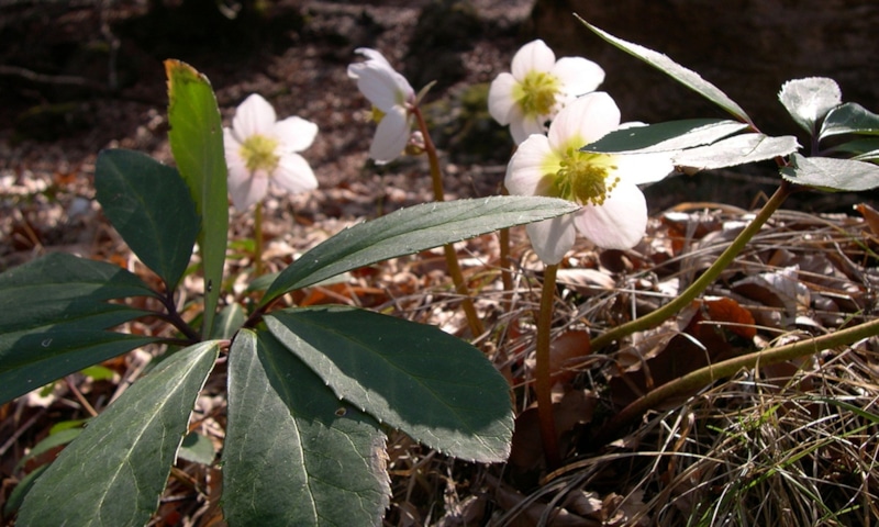 Кукуряк на участке: зимняя роза в саду