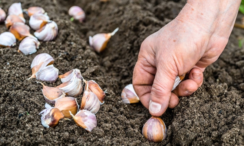 Чеснок на следующий год: осенняя подкормка грядок