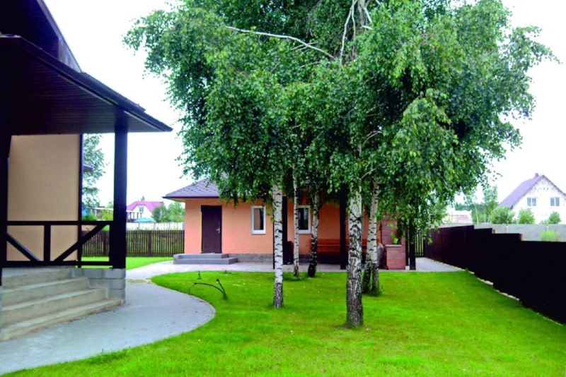 Береза на участке: обрезка верхушки