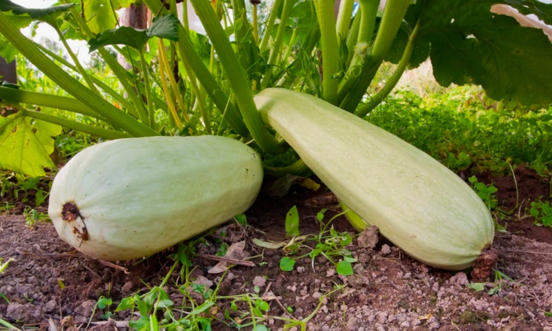 Кабачки после сбора: секреты долгого хранения