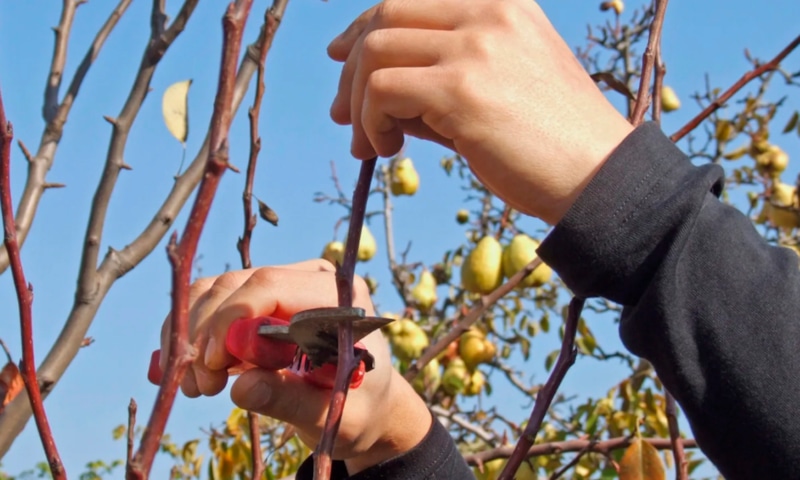 Осенняя хирургия для сада: обрезка деревьев