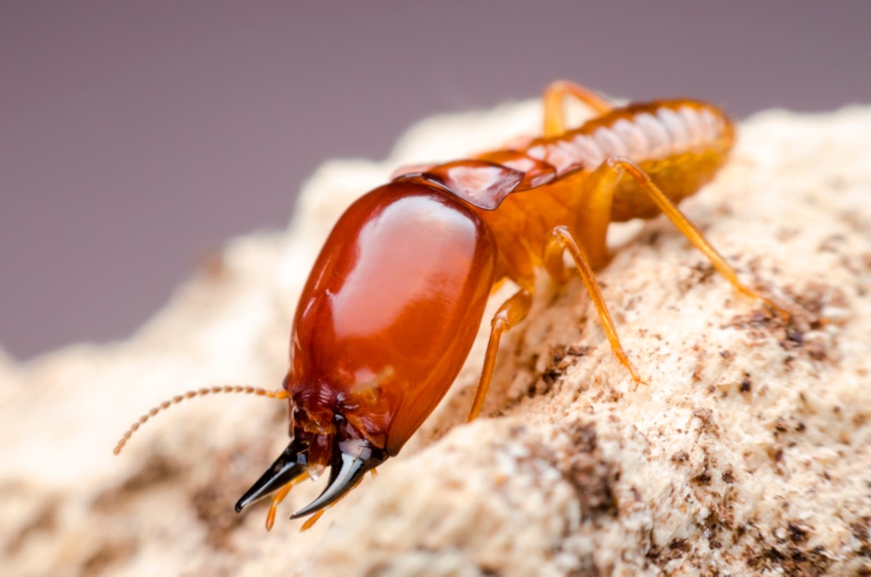 Термиты в доме