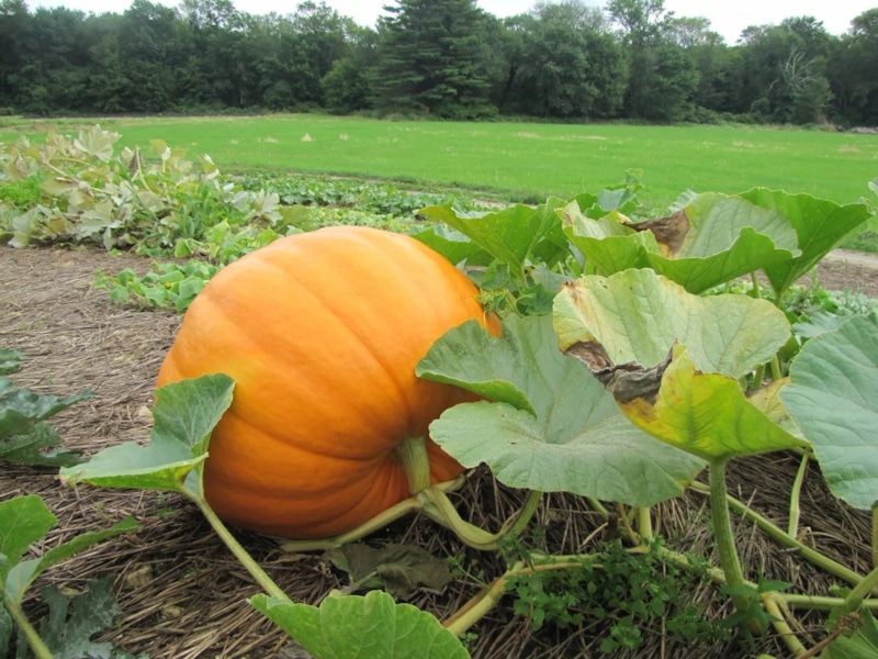 Тыква поспела: признаки зрелости урожая