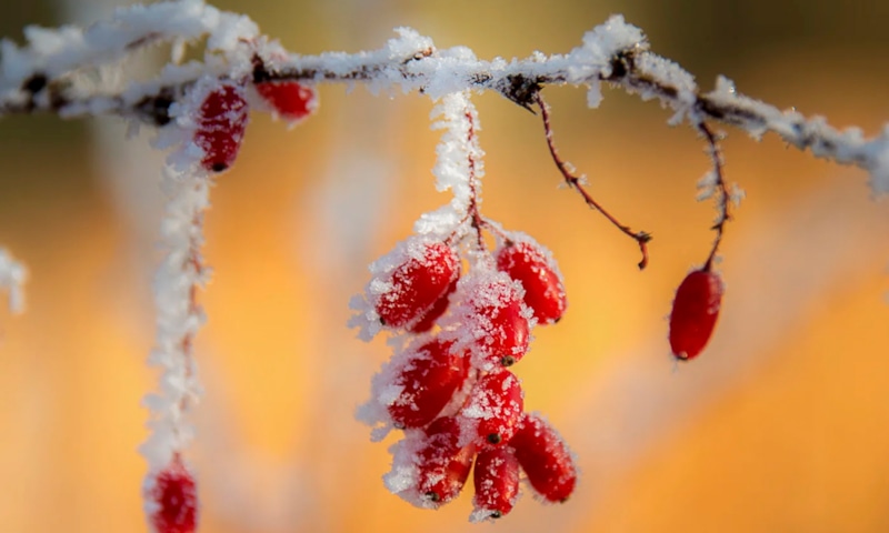 Зимний сад: яркие деревья и хвоя