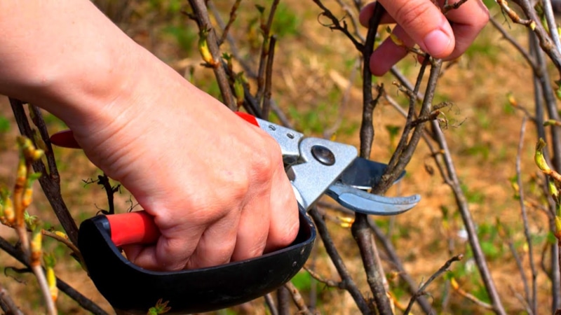 Кусты малины и смородины: осенняя обрезка и уход