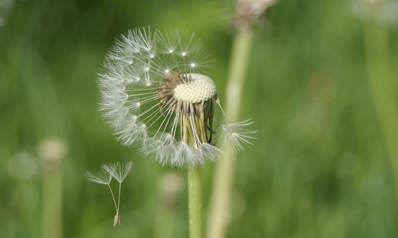 Семена одуванчика: сила ветра