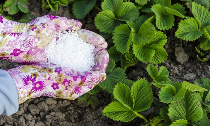 Осенняя подкормка клубники: зола, суперфосфат, йод