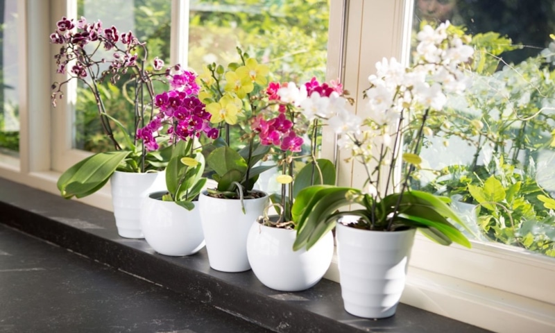 Орхидеи осенью: подкормка скорлупой