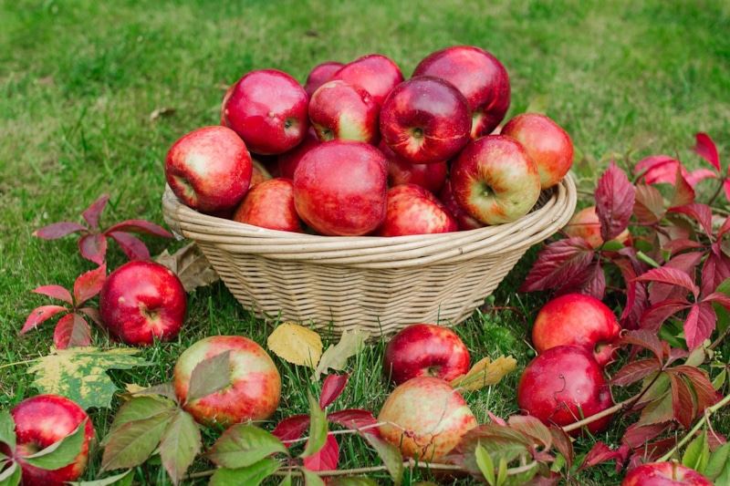 Яблоки на хранение: правила сбора
