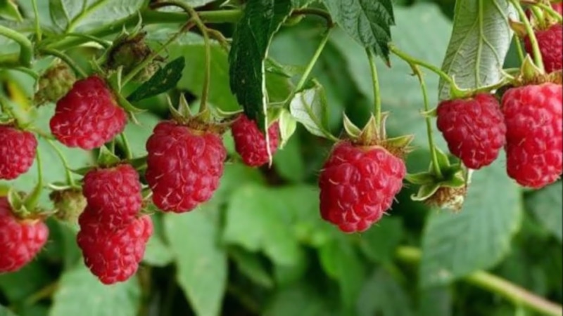 Обрезка малины: осенью для урожая