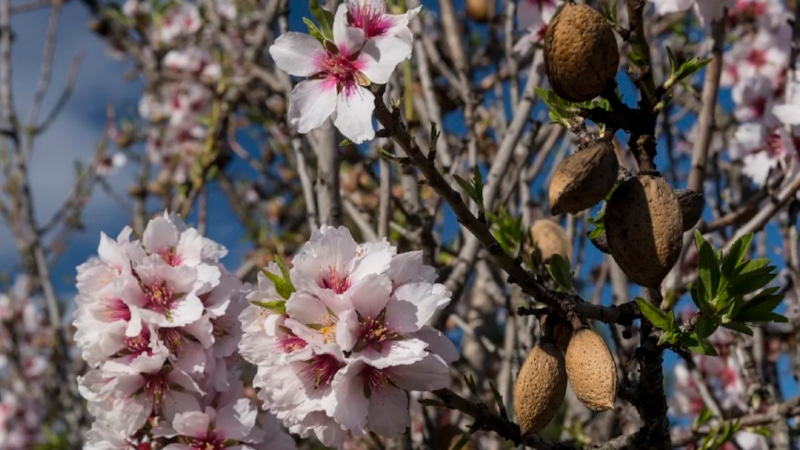 Посадка миндаля: секрет роскошного сада