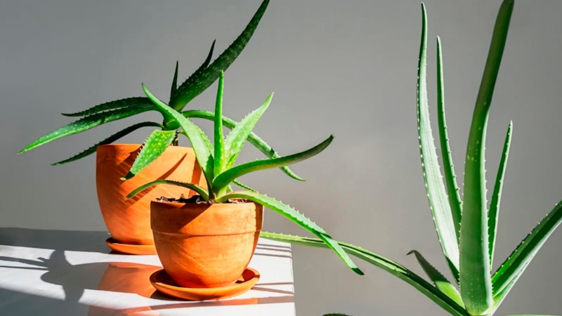 Неприхотливые растения: зелень без забот