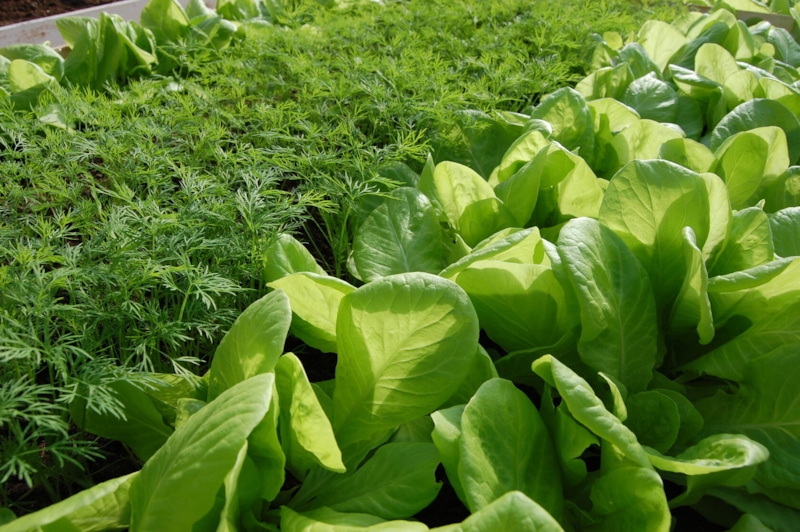 Подзимние посадки: секрет раннего урожая