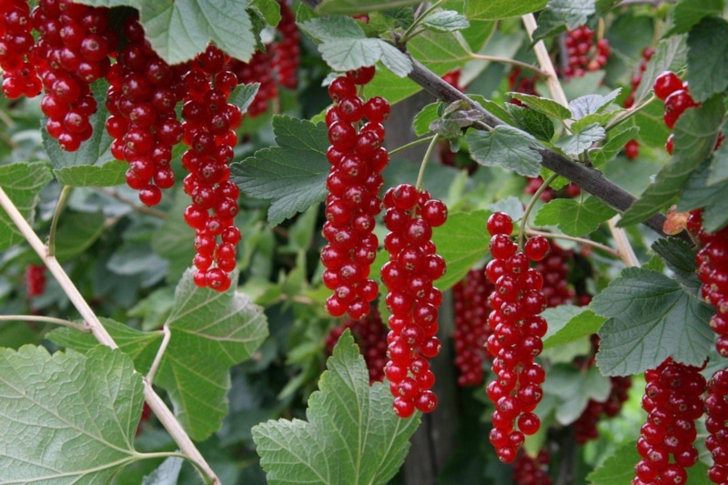 Смородина осенью: секрет подготовки