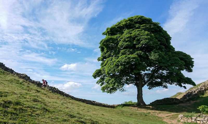 Дерево Робина Гуда: тайна возраста
