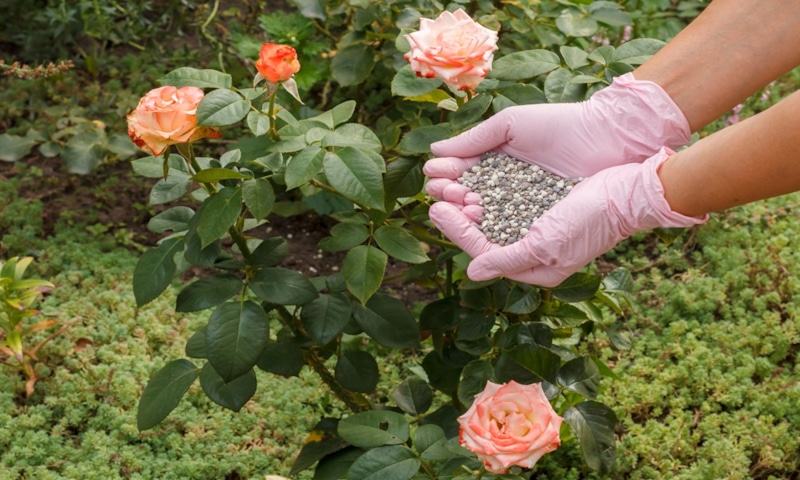 Осенняя подкормка роз: фосфор и калий для зимостойкости