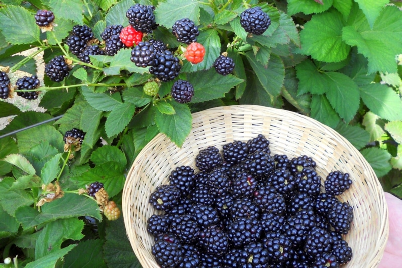 Обрезка ежевики осенью: правила и сроки