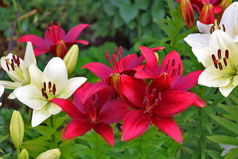 Лилии под снегом: зимовка в саду Лилии под снегом: зимовка в саду