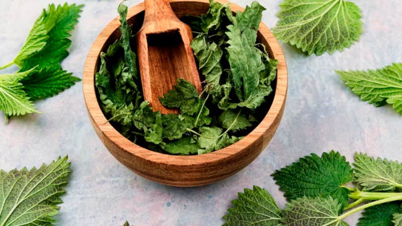 Травы на зиму: сушеные дары природы