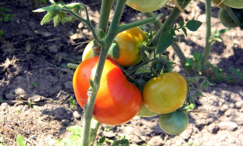 Сентябрьские томаты: ускоряем урожай
