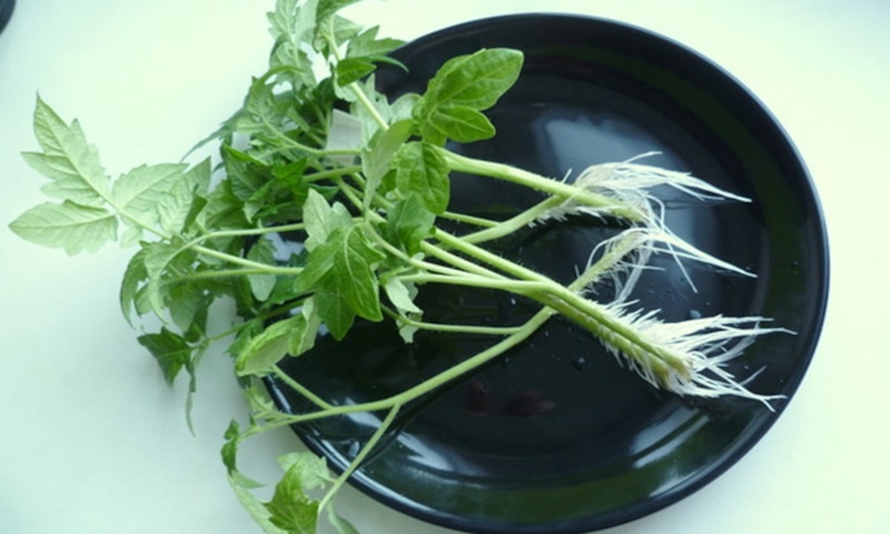 Черенкование томатов осенью: метод хранения в воде