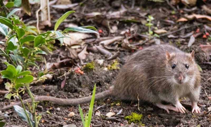 Война с крысами: методы победы