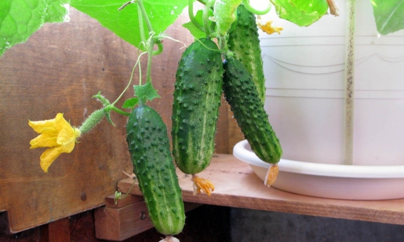 Огурцы дома: зима и урожай