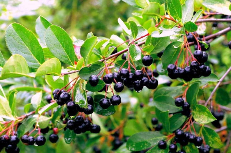 Сбор черноплодной рябины: сроки и правила