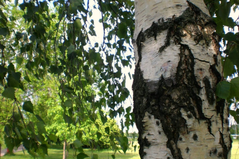 Береза опасна: скрытые угрозы участка