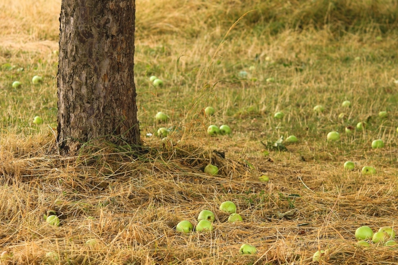 Падалица в саду: опасность и мифы