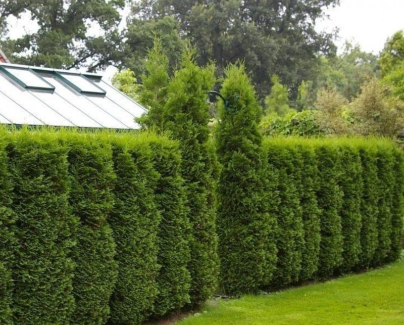 Изгородь на зиму: растения для дачи Изгородь на зиму: растения для дачи