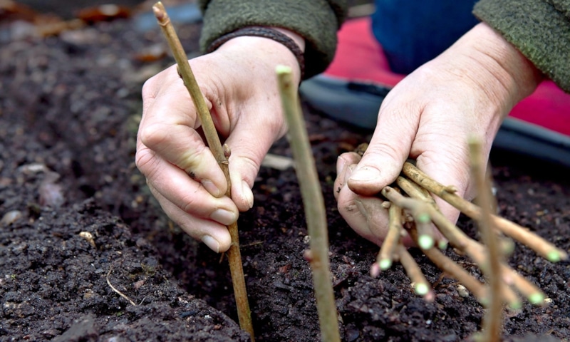 Черенкование смородины: шаги к успешному укоренению Черенкование смородины: шаги к успешному укоренению