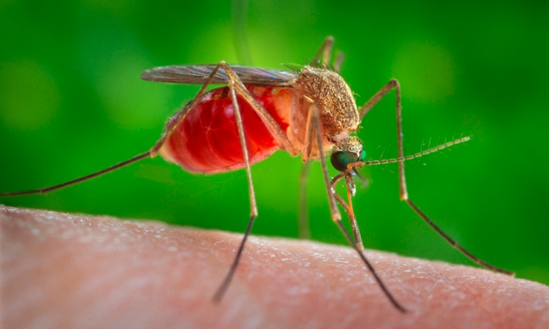 Комары и пиво: риск укусов